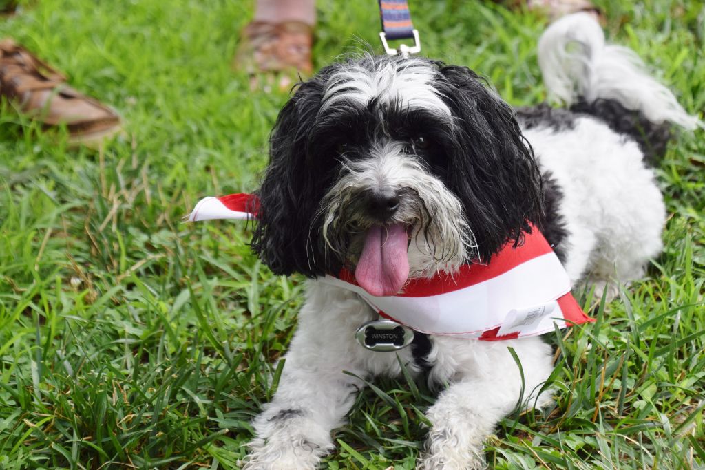 dog show 6-2019 091 (1024x683).jpg